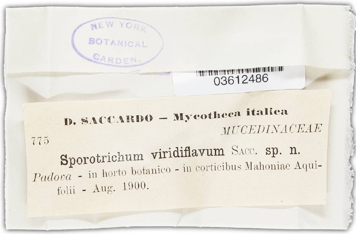 Sporotrichum viridiflavum image