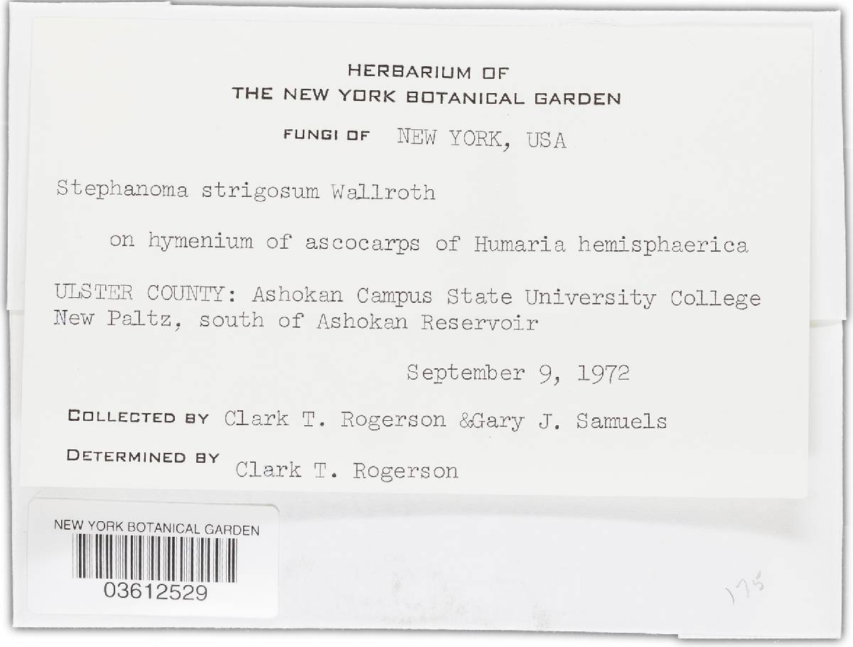 Stephanoma strigosum image