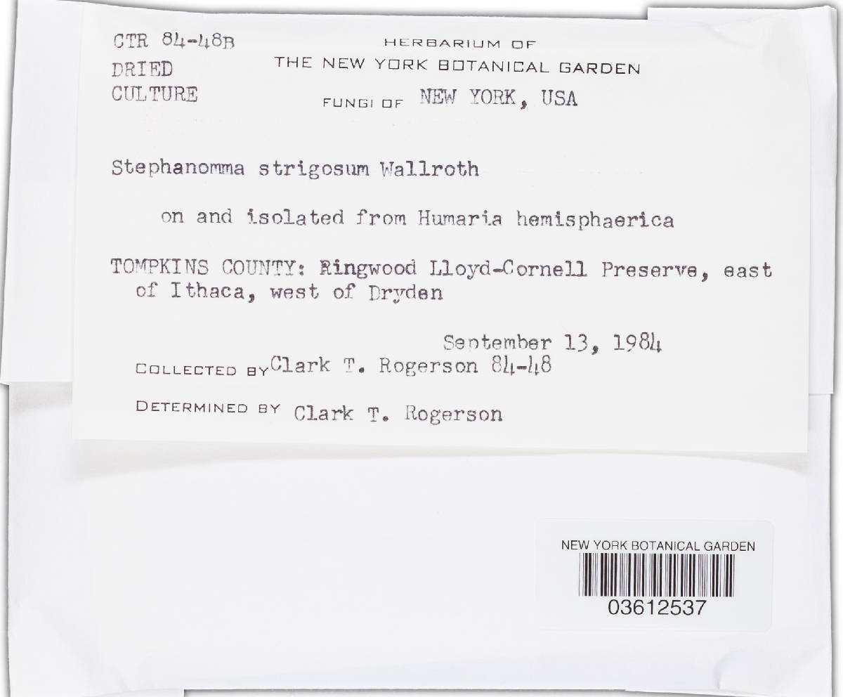 Stephanoma image