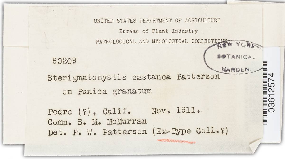 Sterigmatocystis castanea image