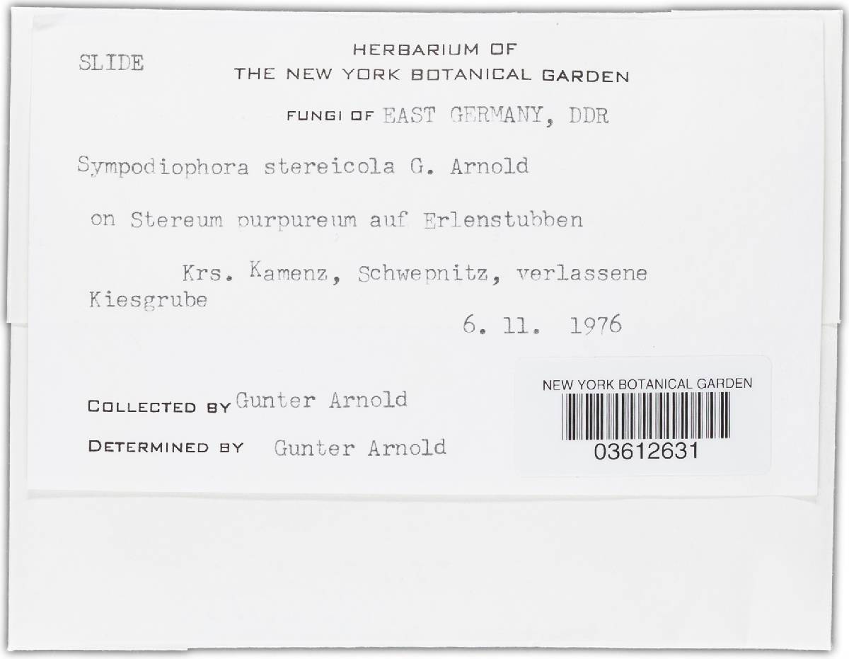 Cladobotryum stereicola image