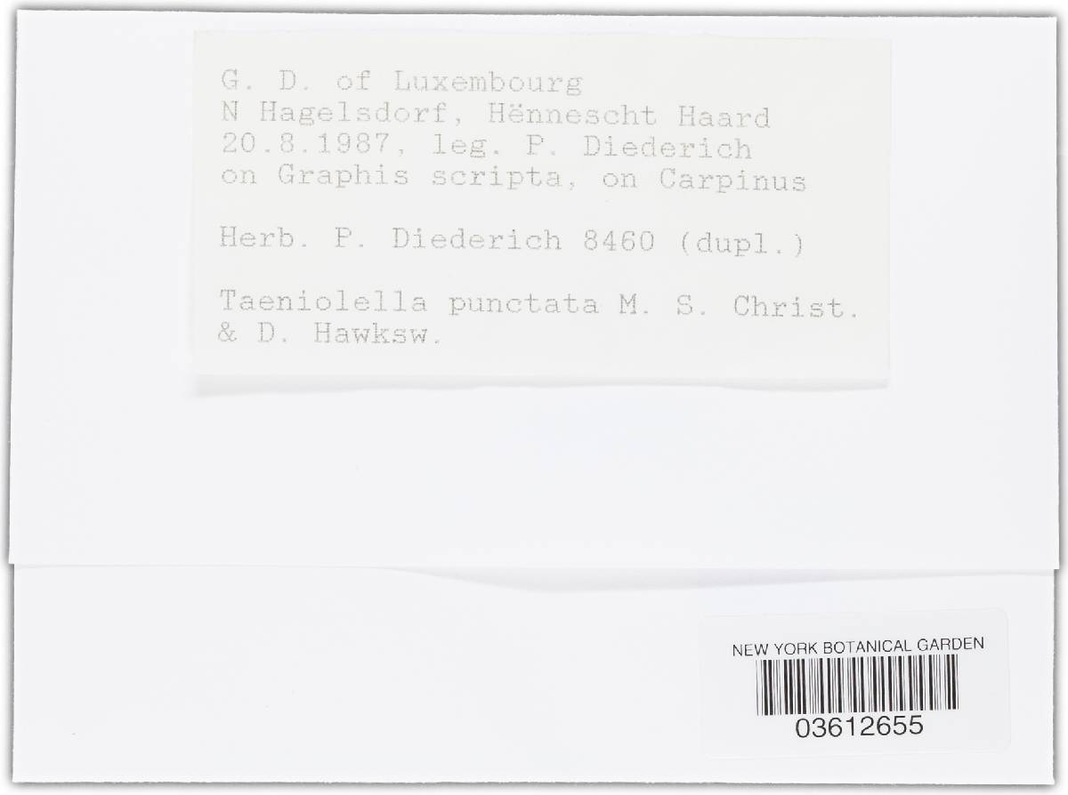 Taeniolella punctata image