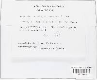 Taeniolina scripta image