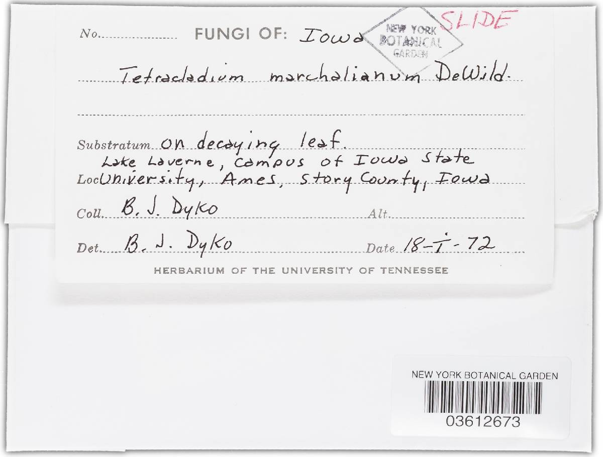 Tetracladium marchalianum image