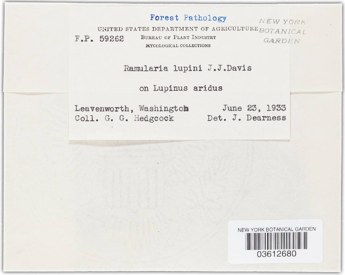 Thedgonia lupini image