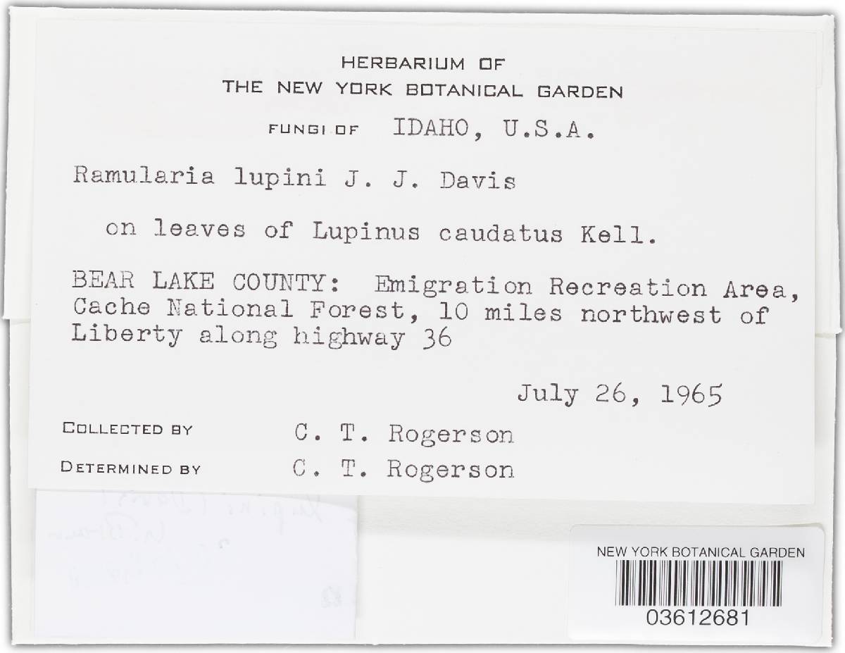 Thedgonia lupini image