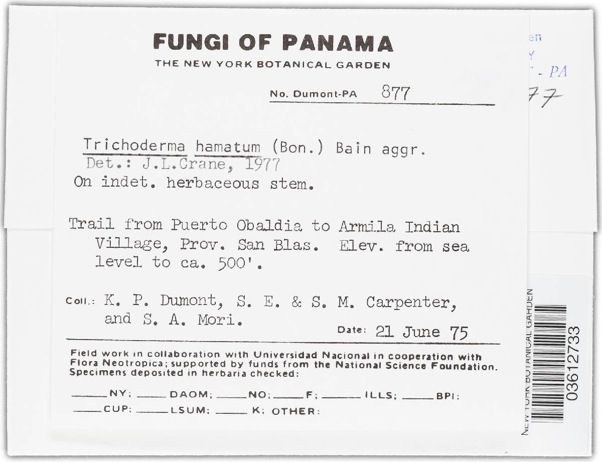 Trichoderma hamatum image