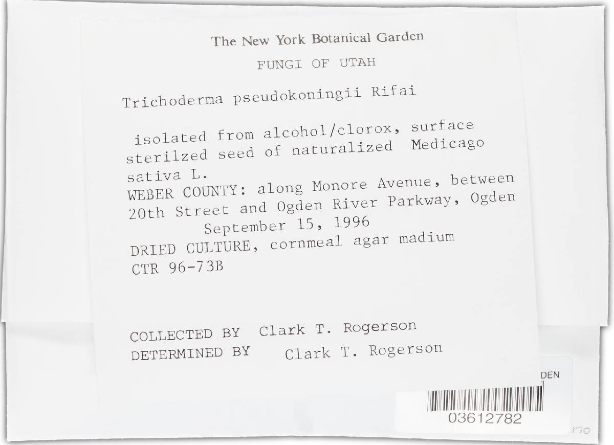 Trichoderma polysporum image