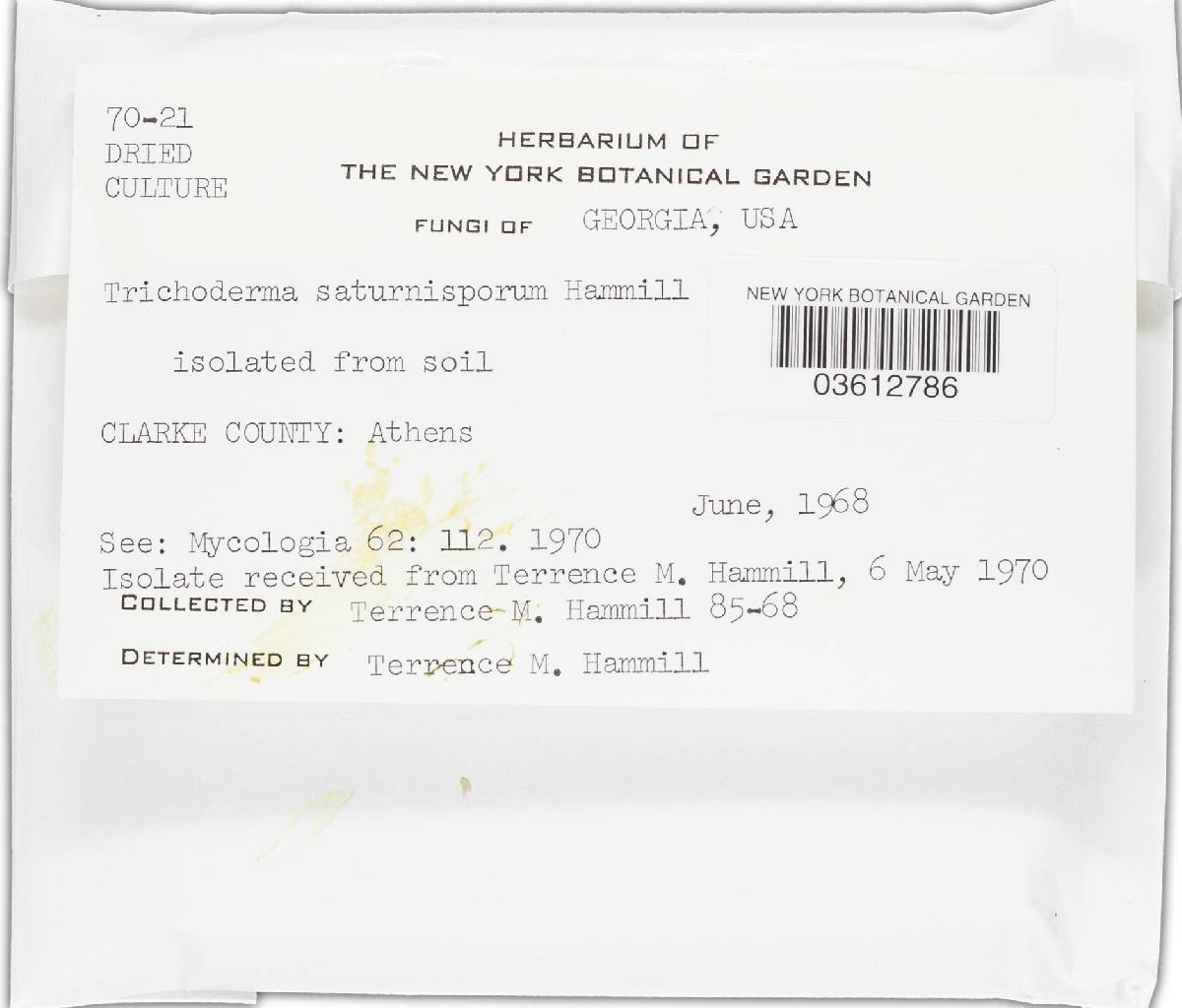 Trichoderma saturnisporum image