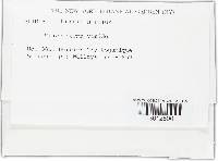 Trichoderma viride image