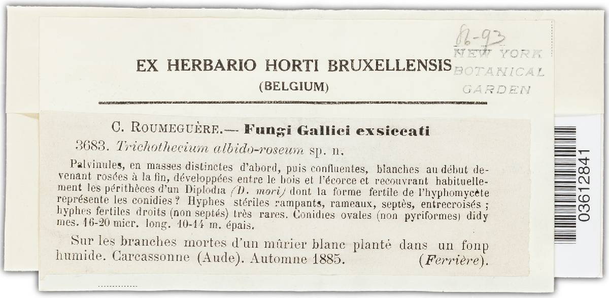 Trichothecium albidoroseum image