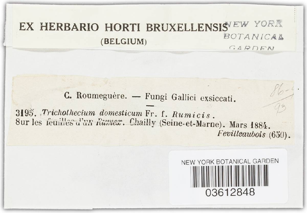 Trichothecium domesticum image