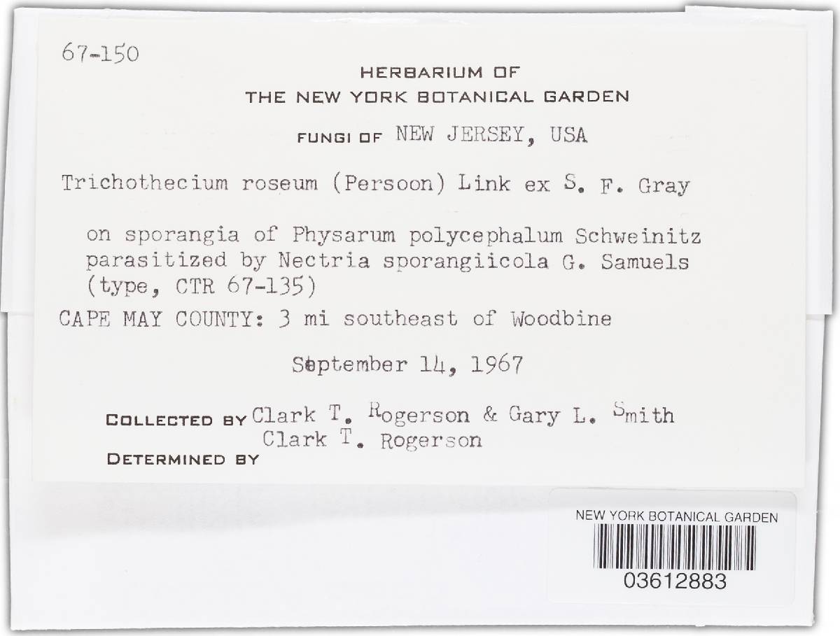 Trichothecium roseum image