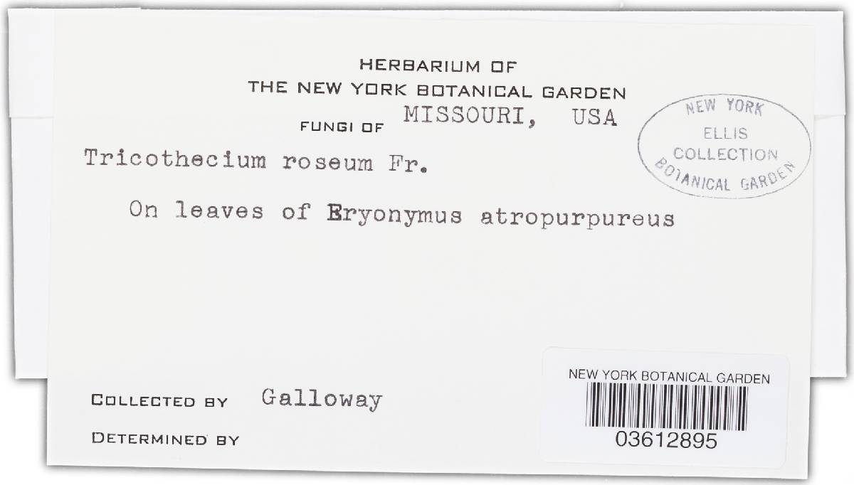 Trichothecium roseum image