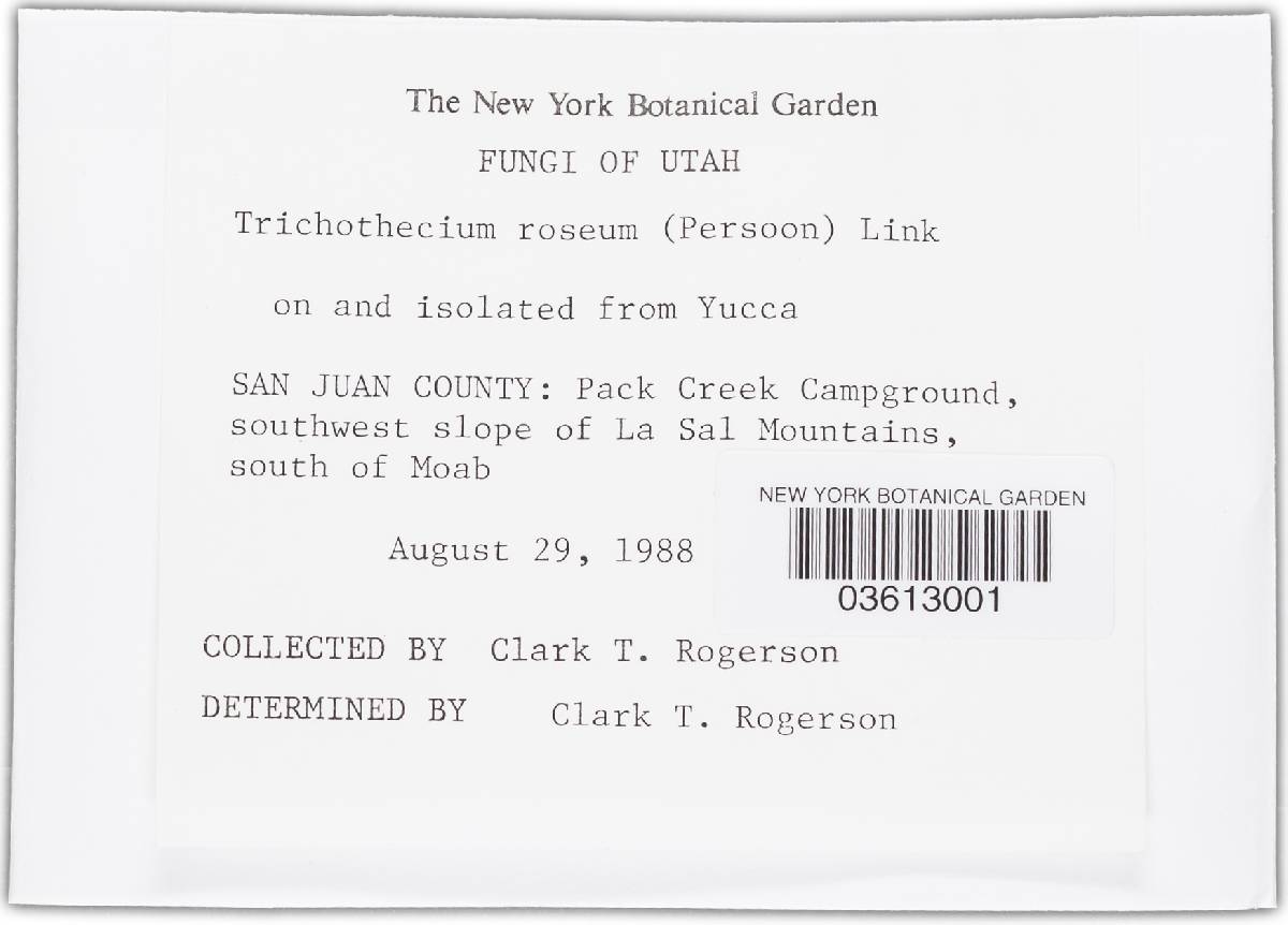 Trichothecium roseum image