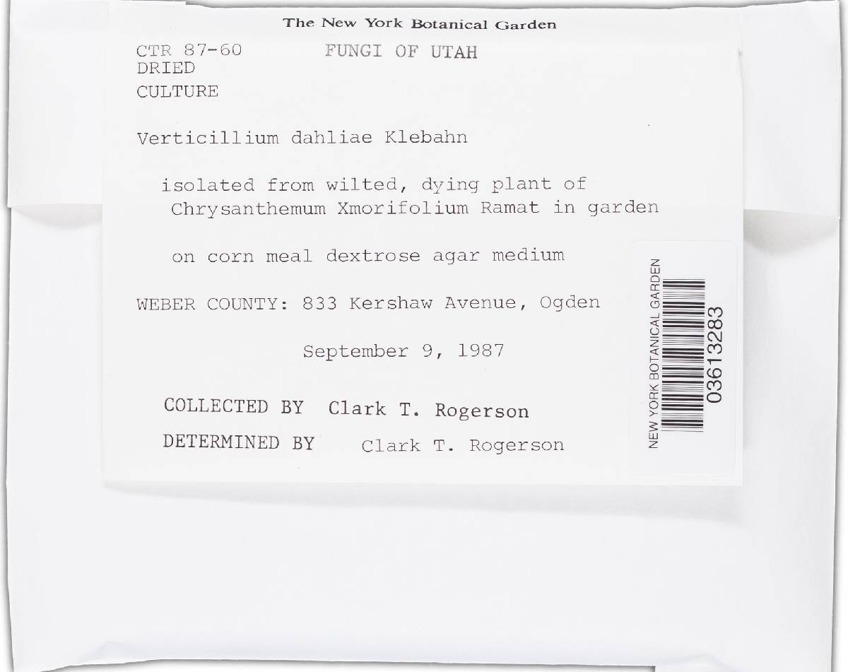 Verticillium dahliae image