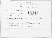 Lecanicillium fungicola var. fungicola image