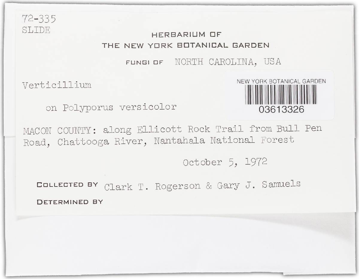 Lecanicillium fungicola var. fungicola image