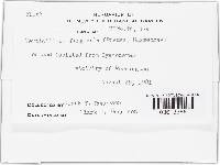 Lecanicillium fungicola var. fungicola image