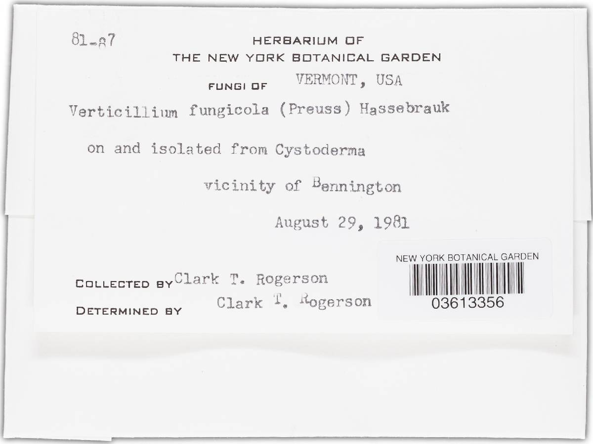 Lecanicillium fungicola var. fungicola image