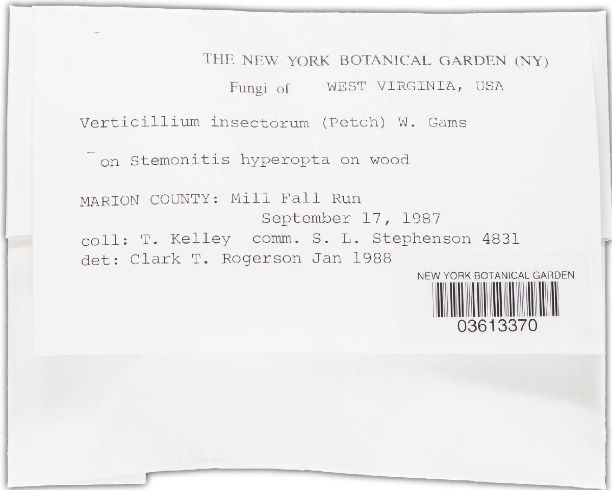Verticillium insectorum image