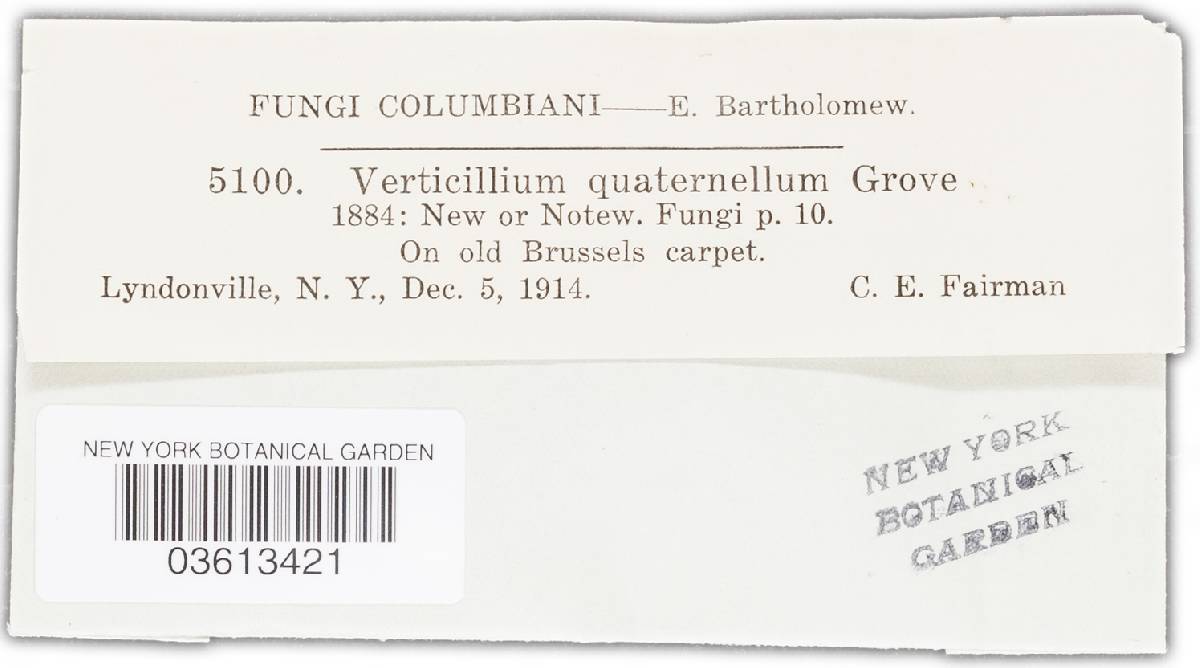 Verticillium quaternellum image