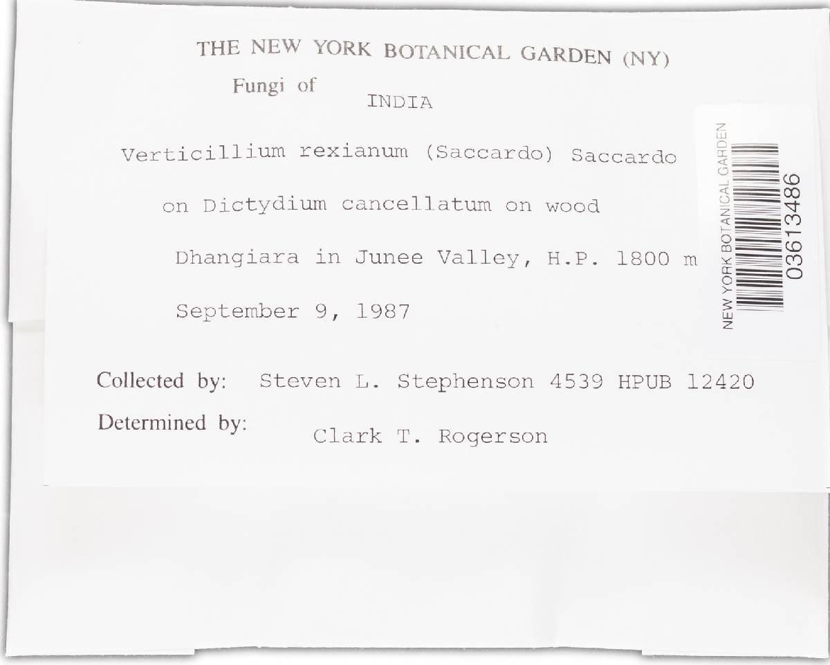 Plectosphaerellaceae image