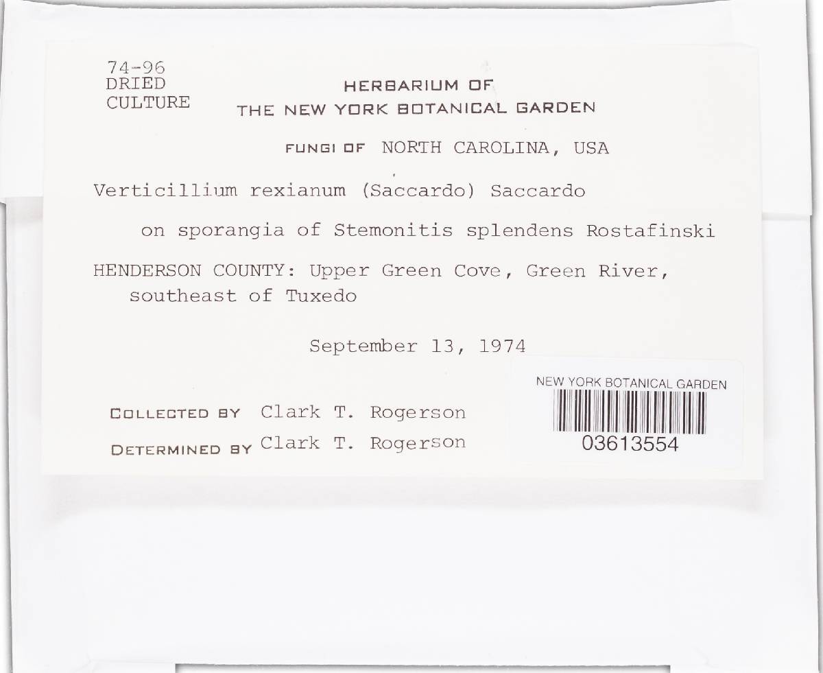 Nectriopsis rexiana image
