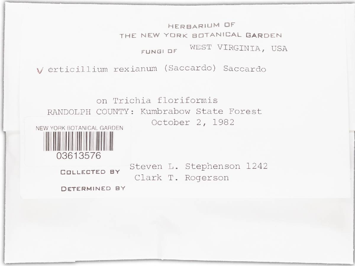 Nectriopsis rexiana image