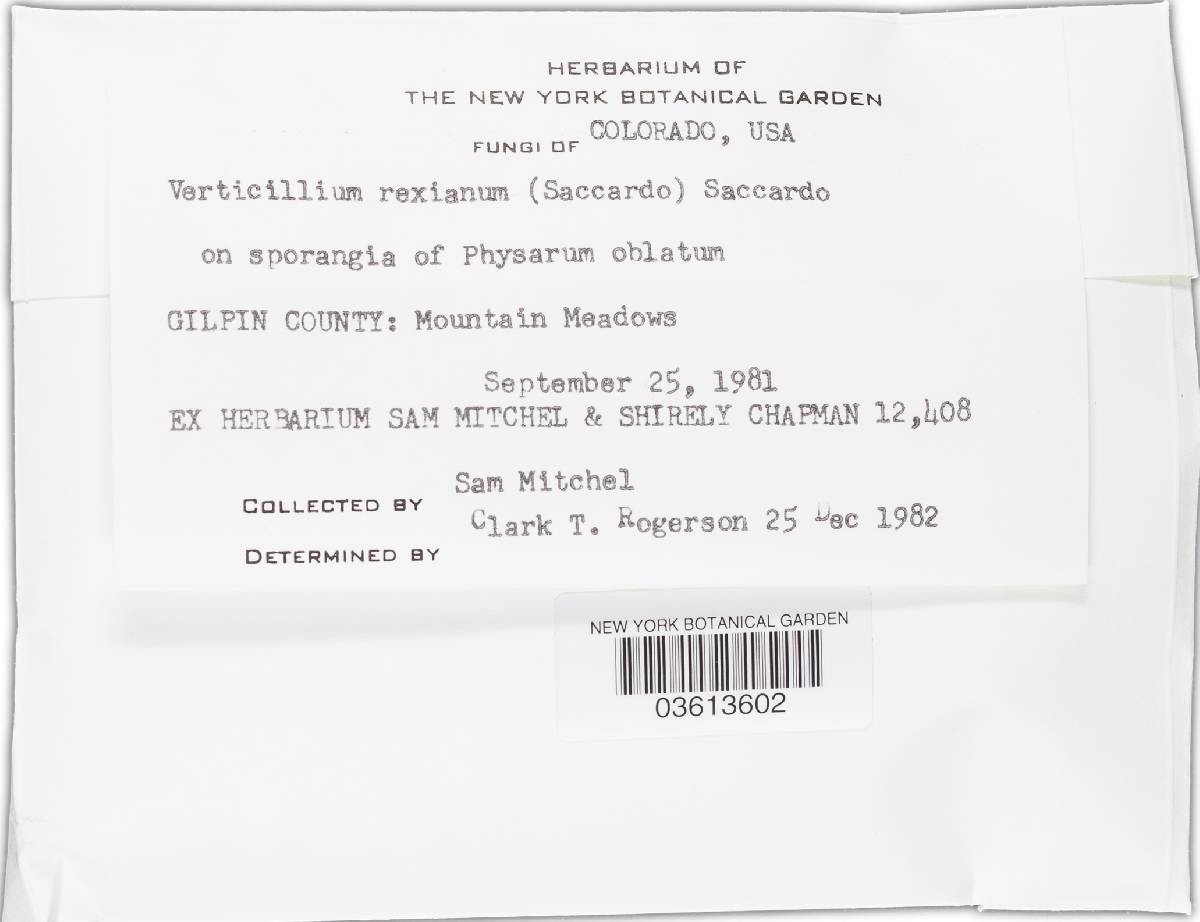 Nectriopsis rexiana image