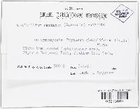 Nectriopsis rexiana image