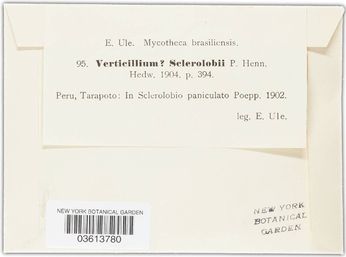 Verticillium sclerolobii image