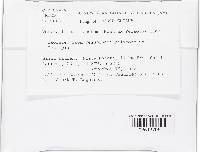 Acrostalagmus luteoalbus image