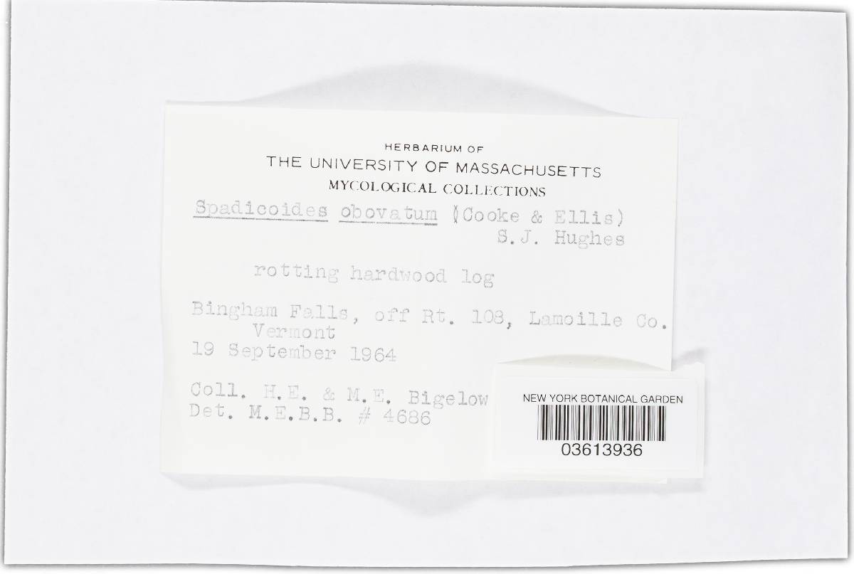 Spadicoides obovata image