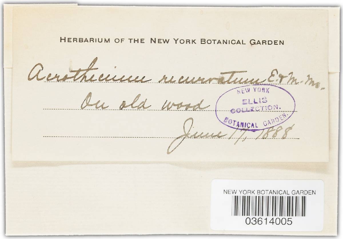 Pleurothecium recurvatum image