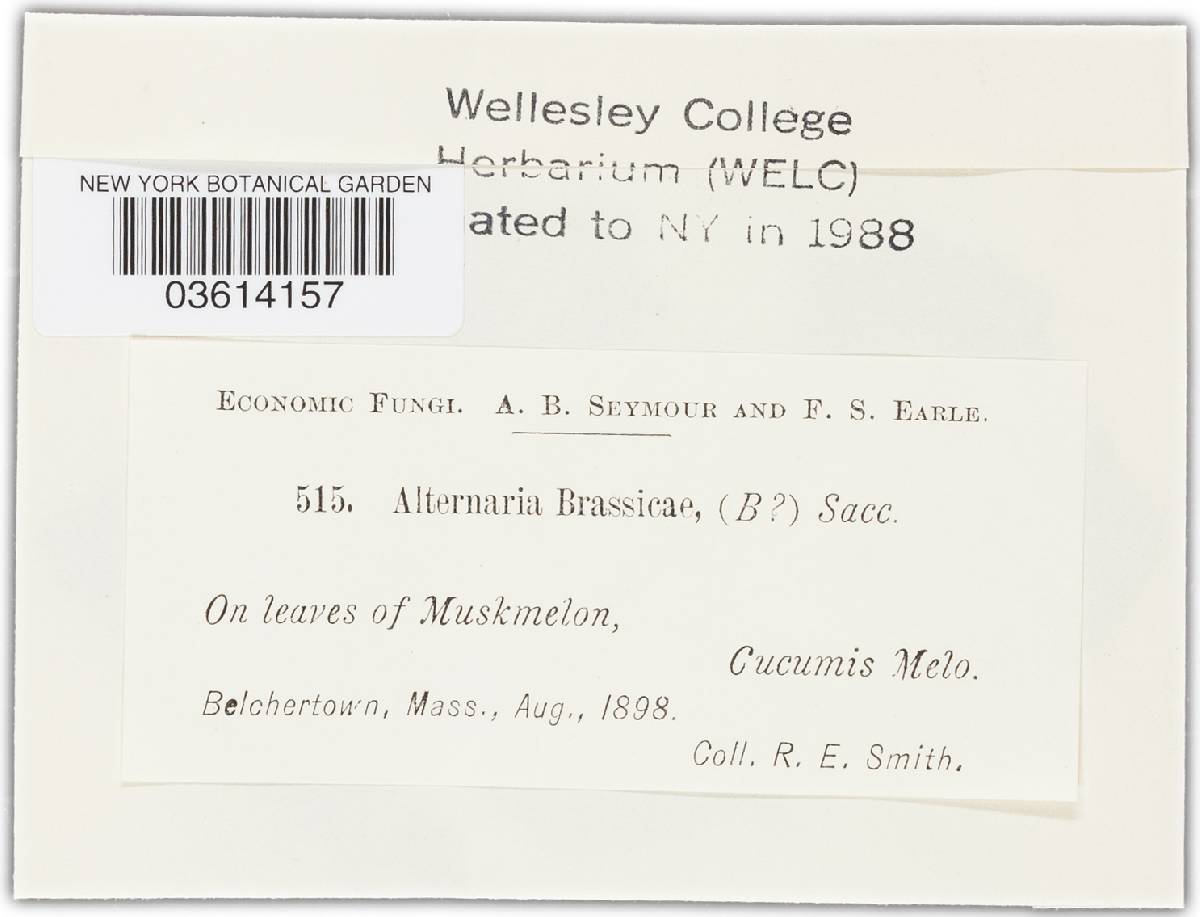Alternaria asphodeli image
