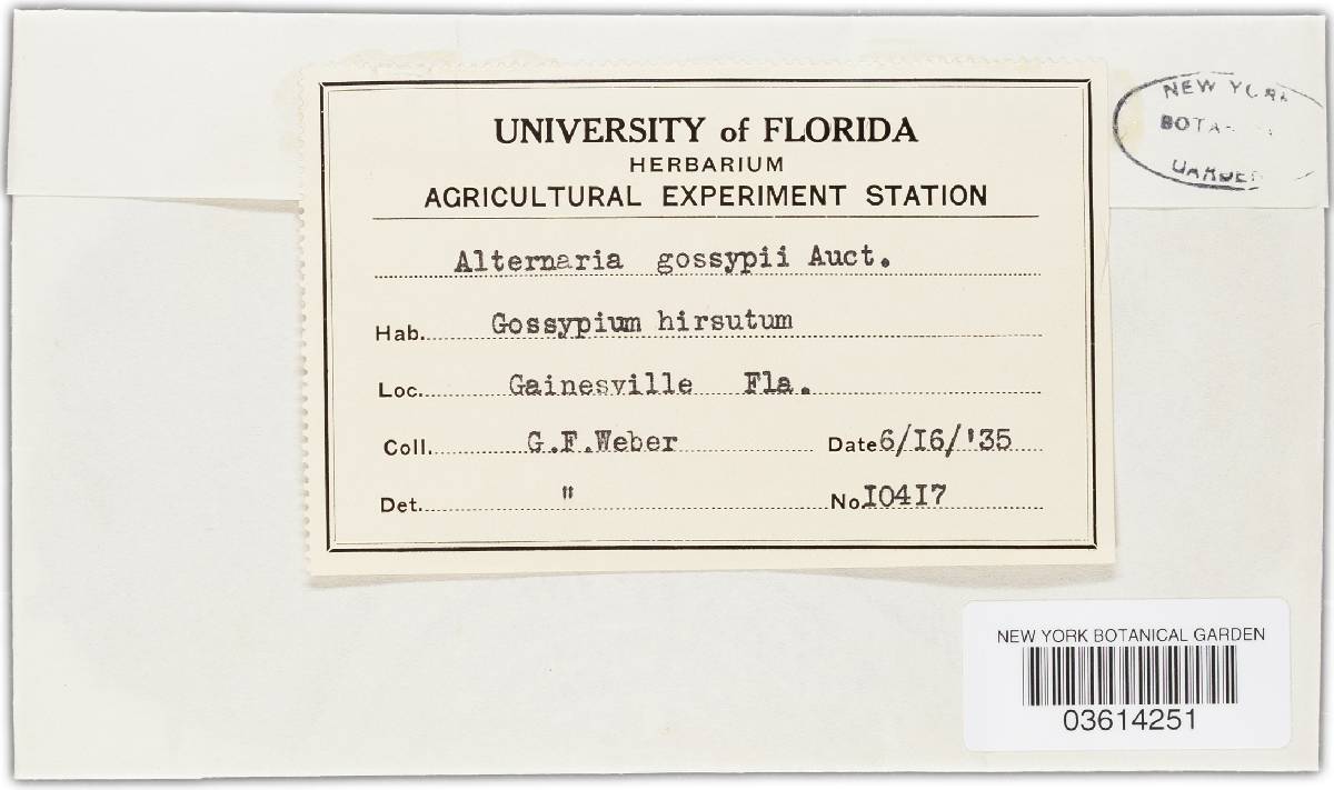 Alternaria gossypii image