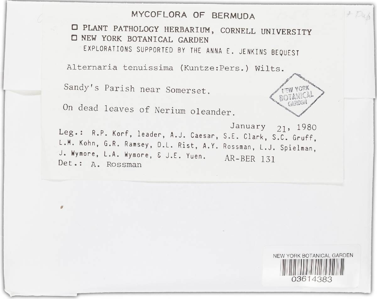 Alternaria tenuissima image