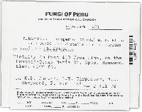 Arthrinium phaeospermum image