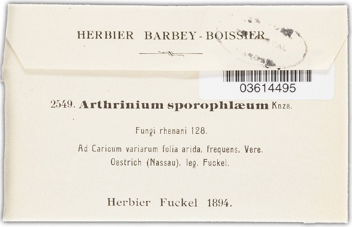 Arthrinium sphaerospermum image
