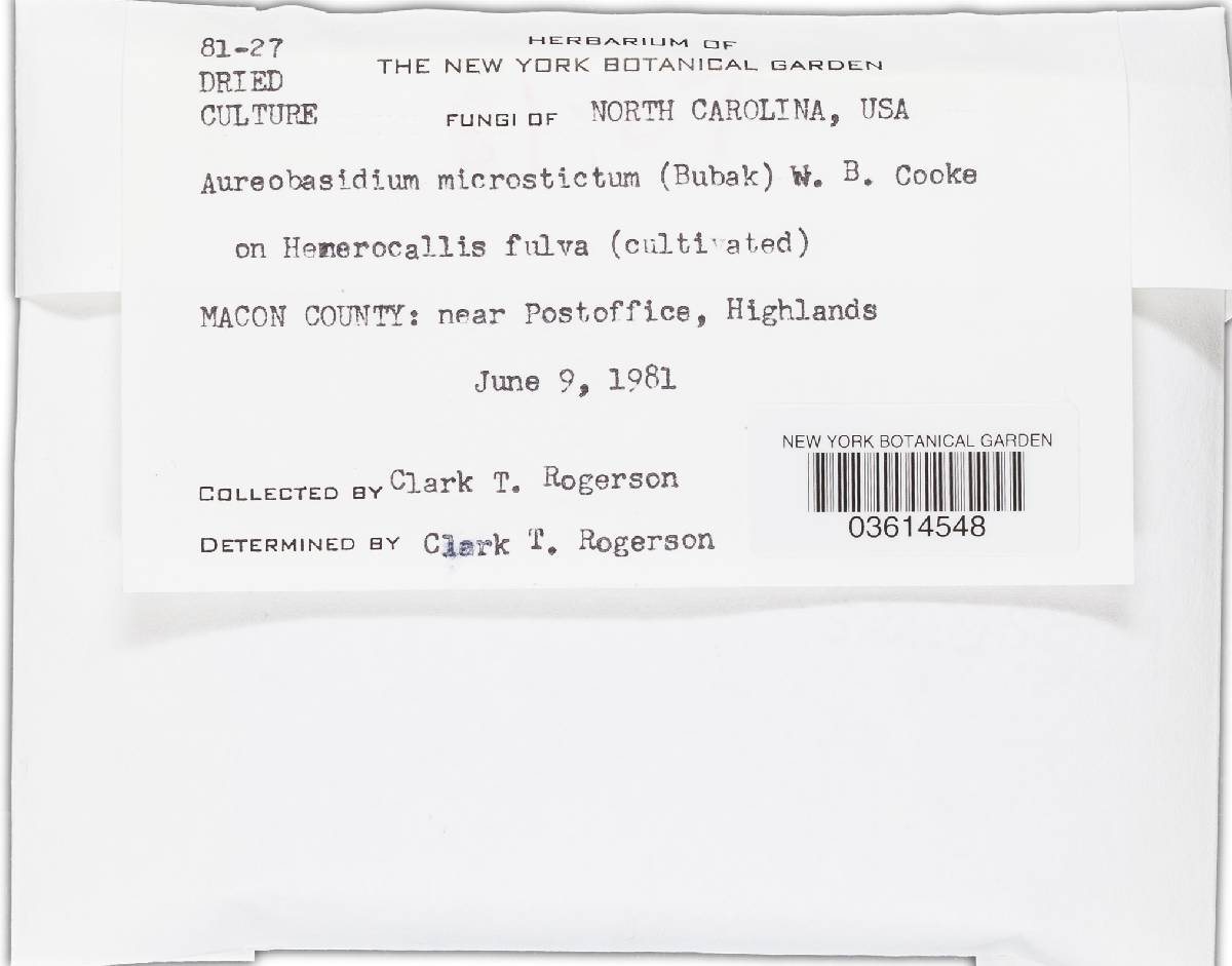 Aureobasidium microstictum image
