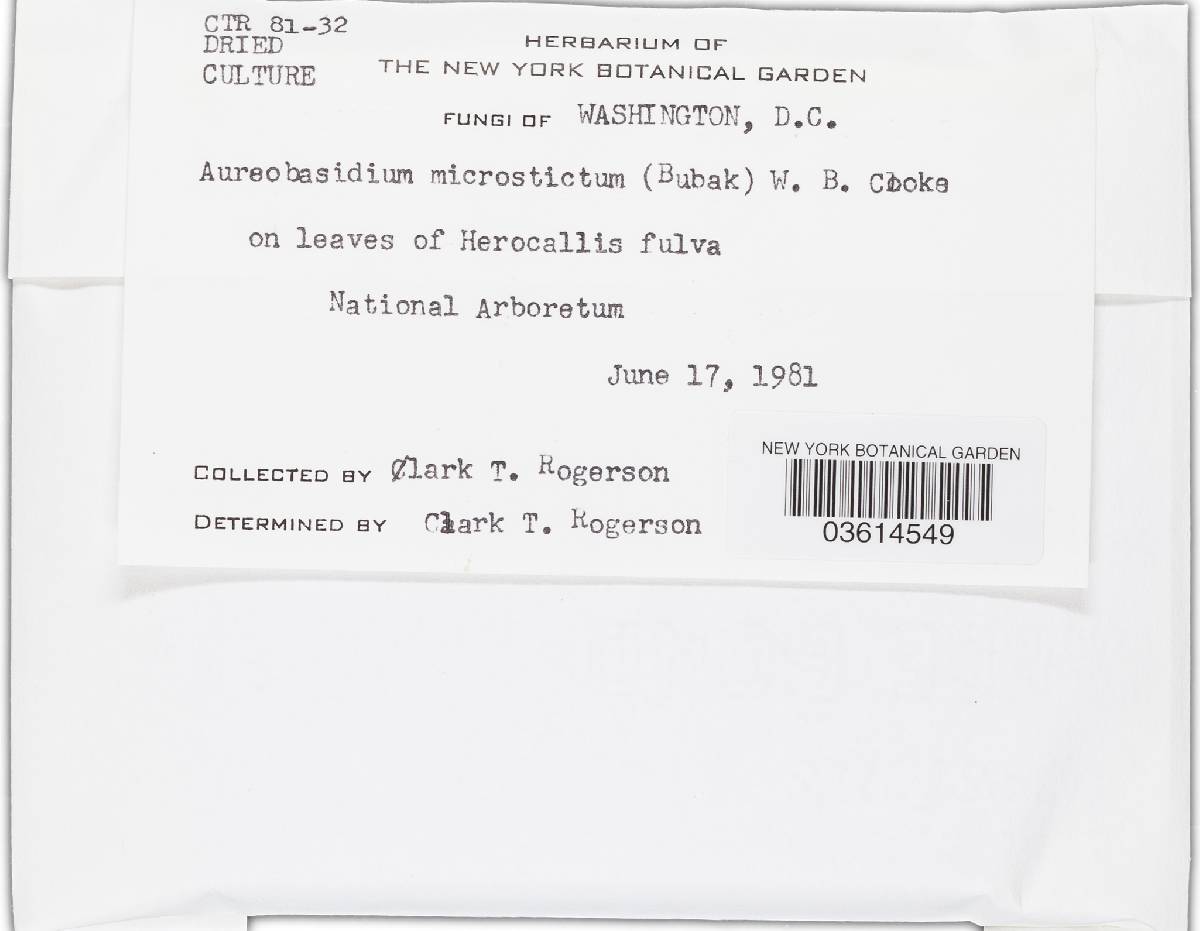 Aureobasidium microstictum image