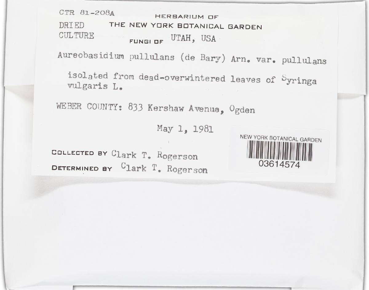 Aureobasidium pullulans image