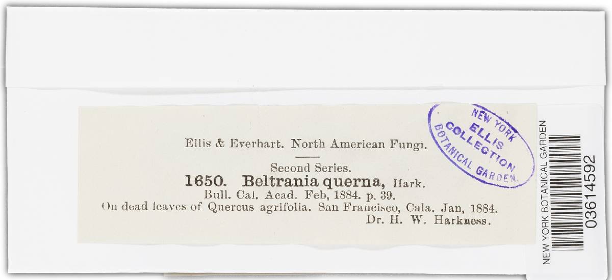 Beltrania querna image