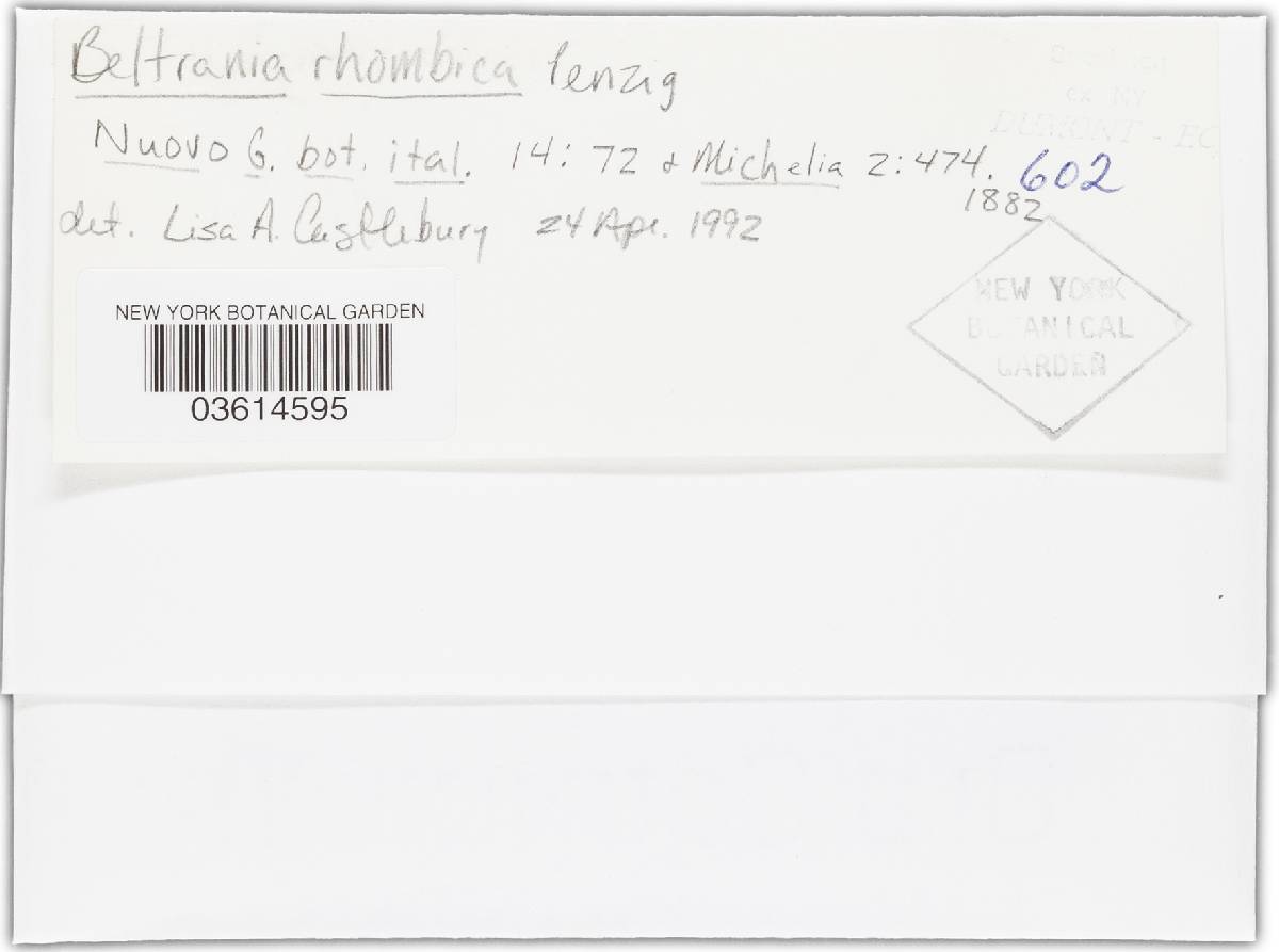 Beltrania rhombica image