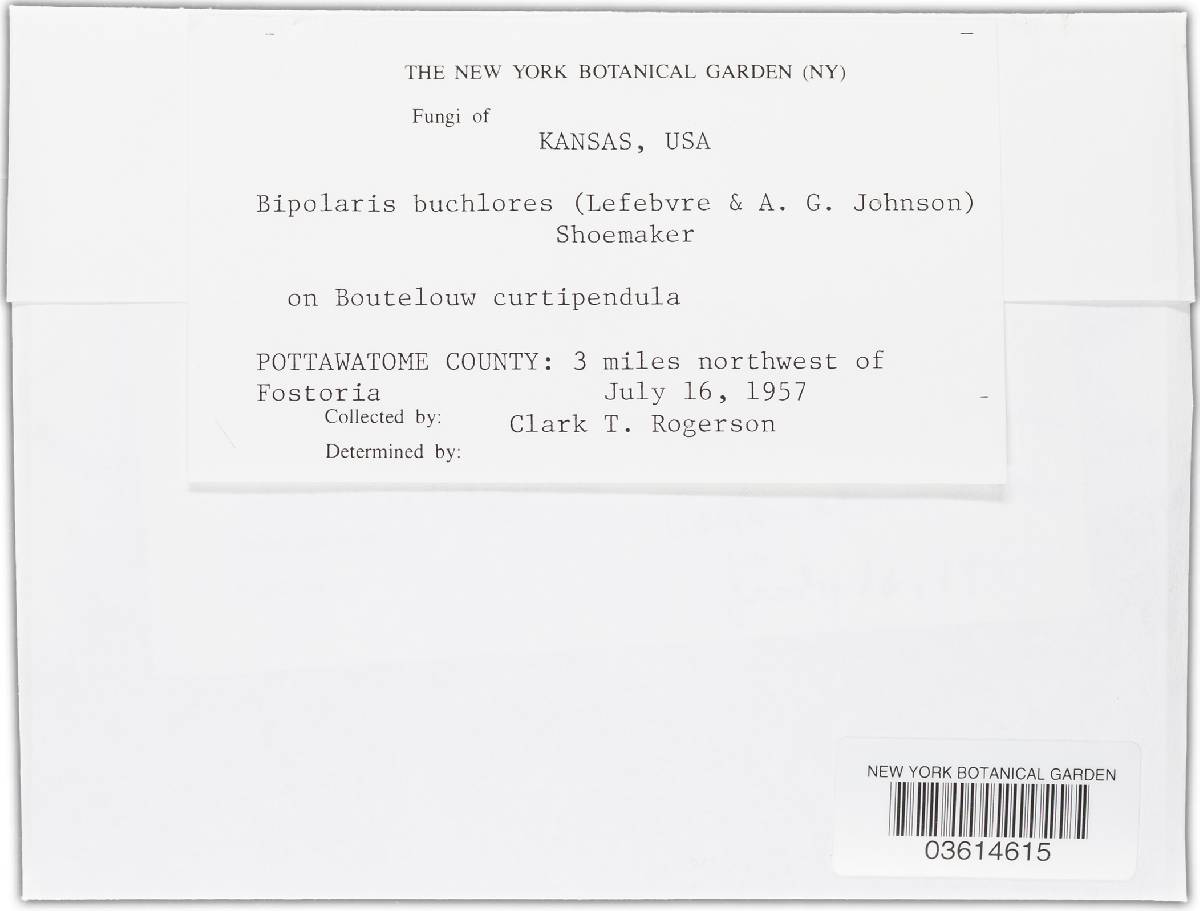 Bipolaris buchloës image