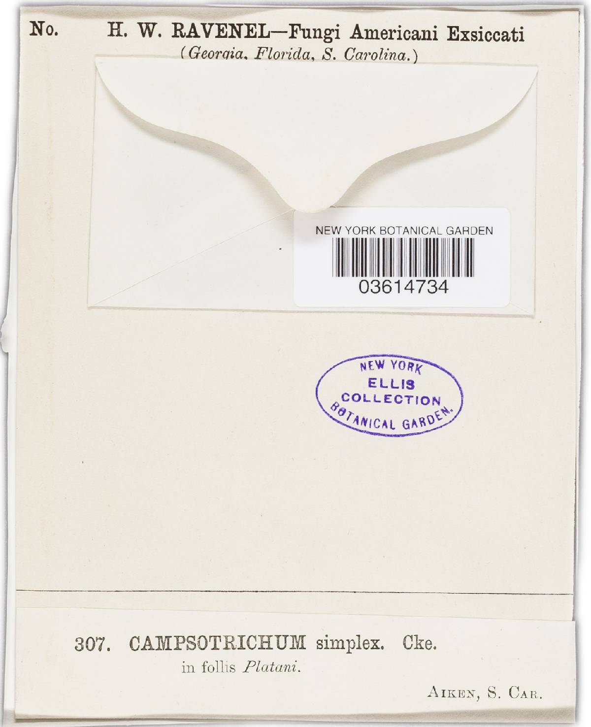 Campsotrichum simplex image