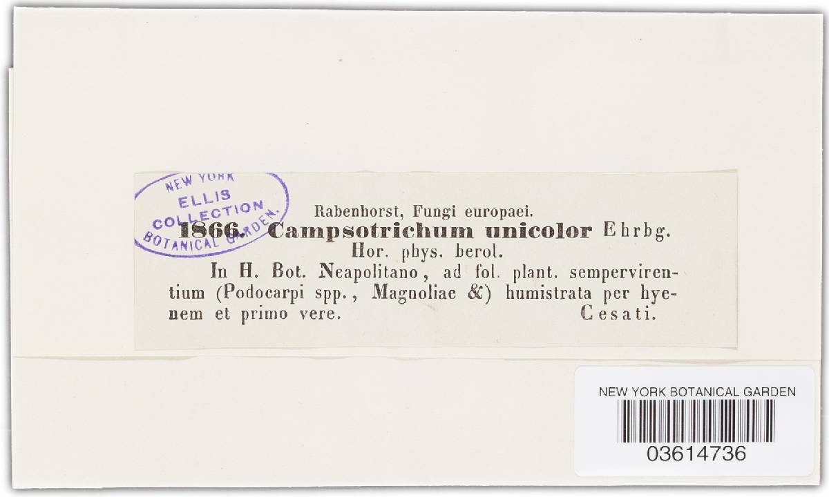 Campsotrichum unicolor image