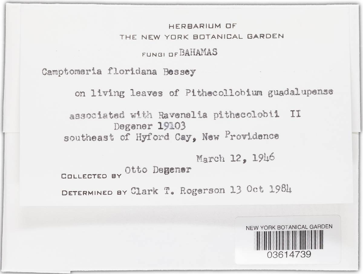 Camptomeris floridana image