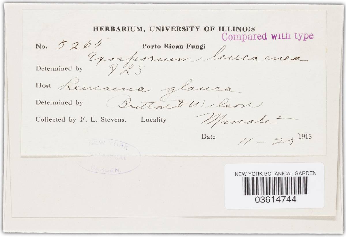 Camptomeris leucaenae image